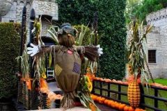 Magic Halloween - 2016