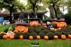 Magic Halloween - 2016