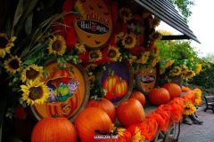 Magic Halloween - 2016