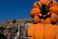 Magic Halloween - 2016