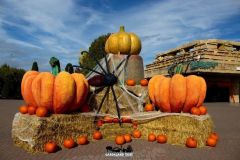 Magic Halloween - 2016