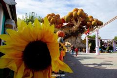 Magic Halloween - 2016