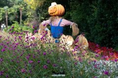 Magic Halloween - 2019