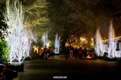 Magic Winter - 2015