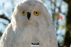 Camelot - Magic Winter - 2017