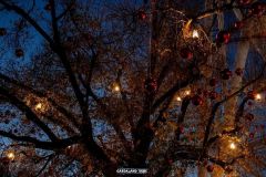 Rio Bravo - Magic Winter - 2018