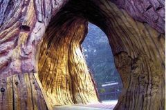 Sequoia adventure - Costruzione Scenografia