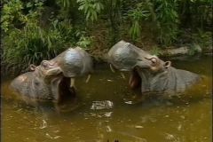 Safari Africano