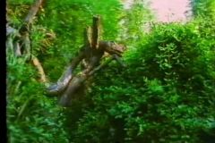 Safari Africano