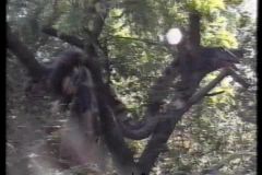 Safari Africano