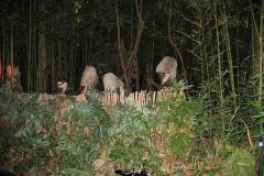 Tunga - 2008
