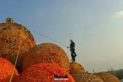 Albero di Prezzemolo - Manutenzione Chioma