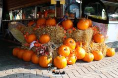 Aloha Beach - Magic Halloween - 2021