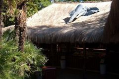 Bar Africa